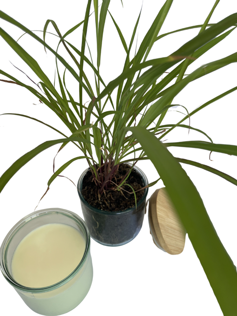 Hierba limón Wickless Candle